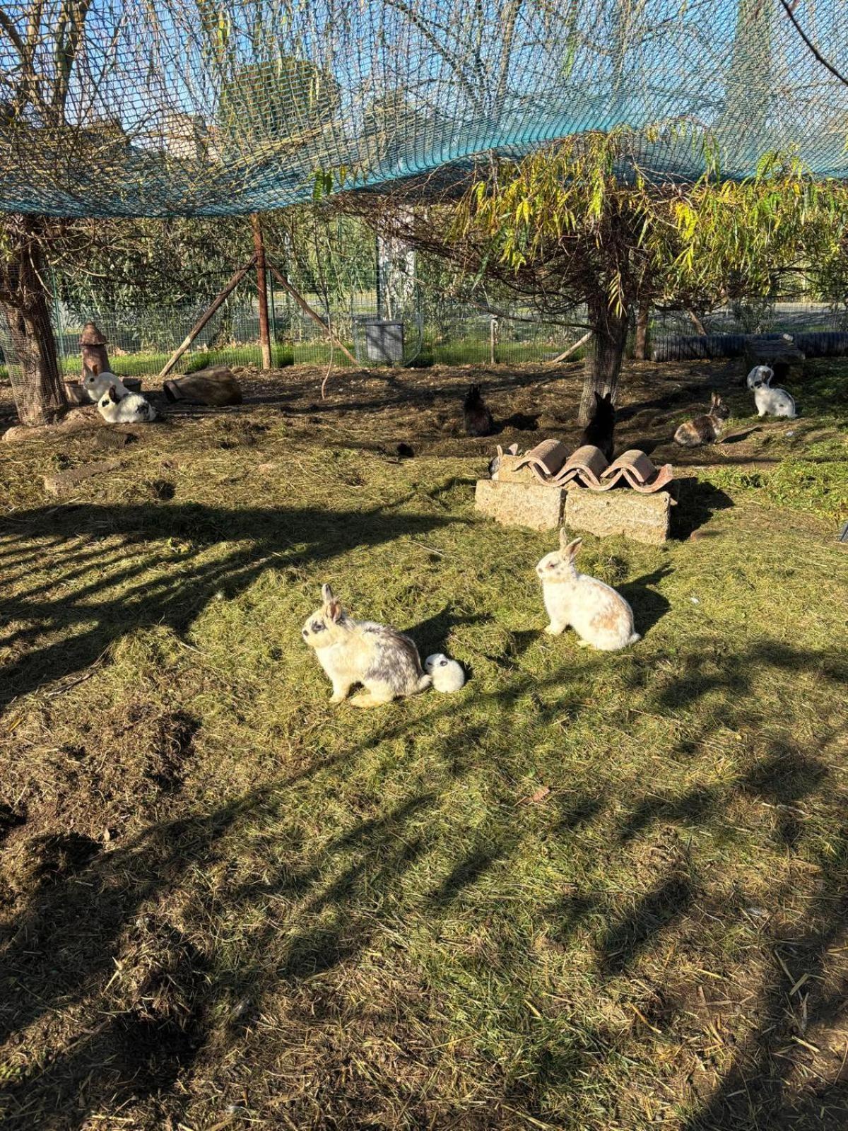 Apart-hotel Fattoria Palazzeta - Pet & Family Friendly Cecina (Livorno)